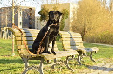 Siyah köpek bankta oturan