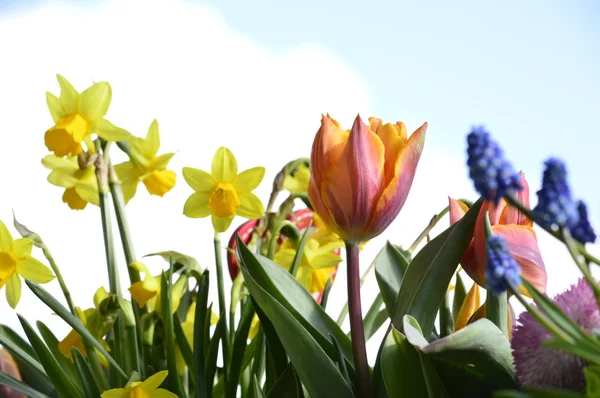 Tulips and Narcissuses — Stock Photo, Image