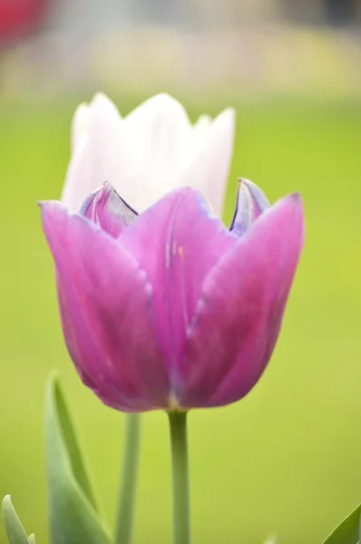 Fioletowe i białe tulipany — Zdjęcie stockowe