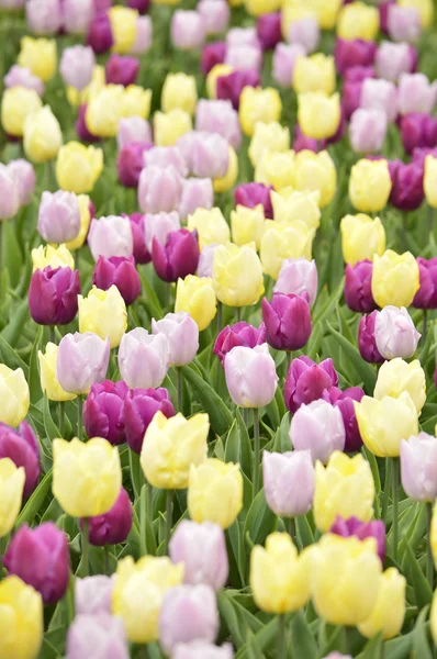 Pink and yellow tulips — Stock Photo, Image