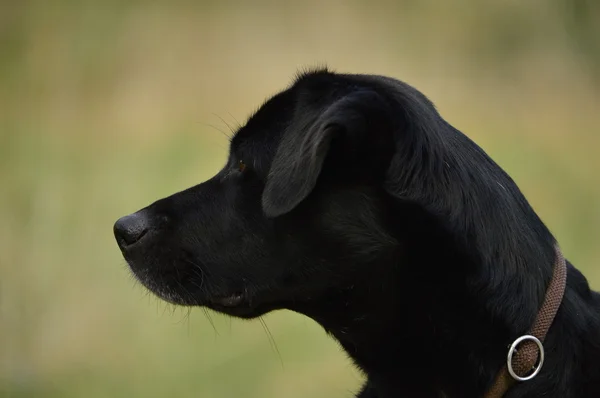 Fekete kutya — Stock Fotó