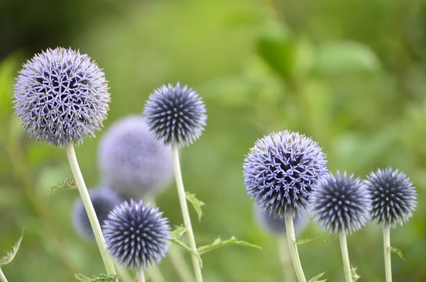 purple flowers round