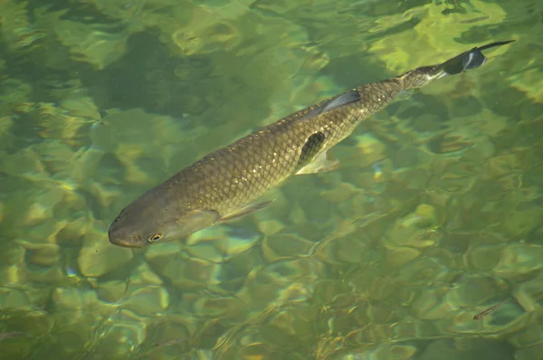 Fish in water — Stock Photo, Image