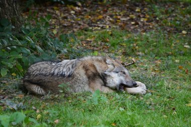 Wild grey wolf lying on the grass with a sheep horn in natural forest environment