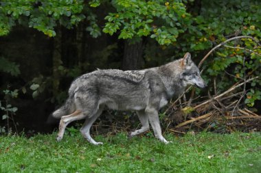 Kurt, sonbahar ağacının yanında ormanın kenarında koşuyor.