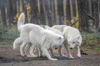Ağaçların yanındaki ormanda üç kutup kurdu.