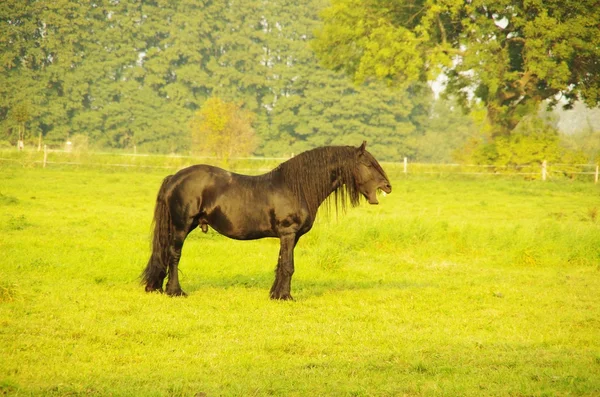 Paard staande in een weide — Stockfoto