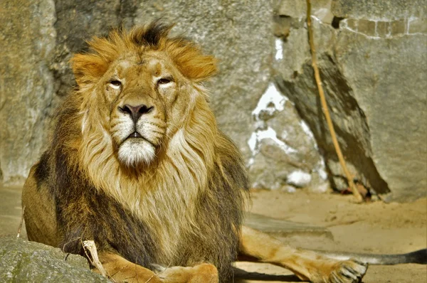 Lion lying on rocks — Stock Photo, Image