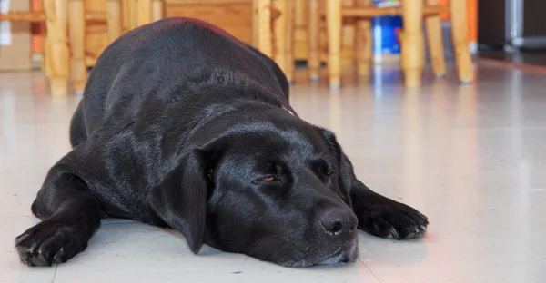 Hund sover på golvet — Stockfoto