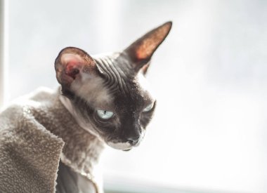 Bir Sphinsk kedisinin fotoğrafı. Pencerenin kenarında, ışığın önünde bir elbiseyle oturuyor.