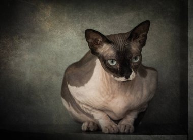 Rafta oturan ciddi bir ağızlık takmış bir Sfinsk kedisinin fotoğrafı.