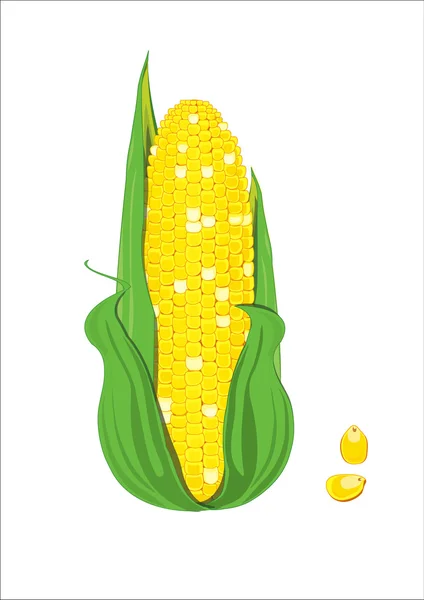 Cob ve iki Mısır taneleri