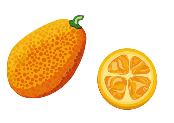 Mandarin isolé sur fond blanc — Image vectorielle
