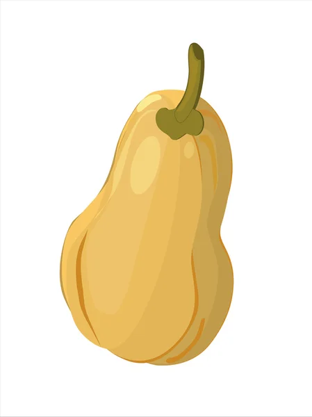 Calabaza de mantequilla aislada sobre fondo blanco — Vector de stock