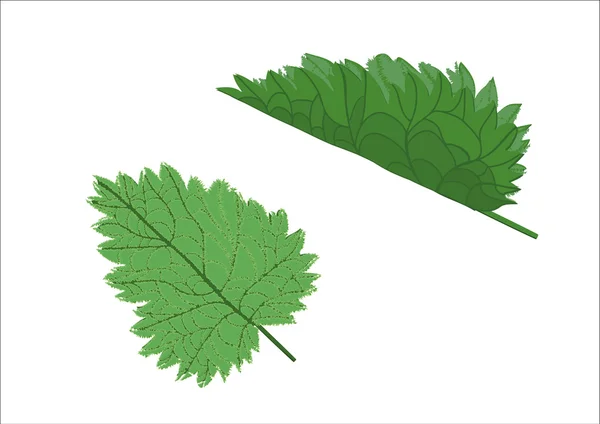 taze ısırgan yaprağı