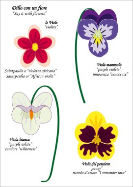 Pansy, viyola ve African violet