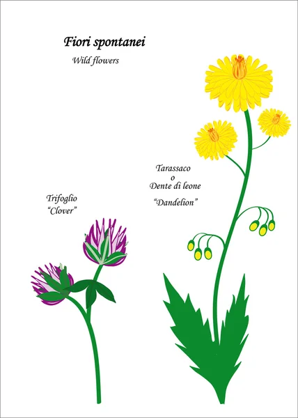 kır çiçekleri izole