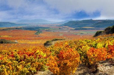 vineyard in Spain clipart