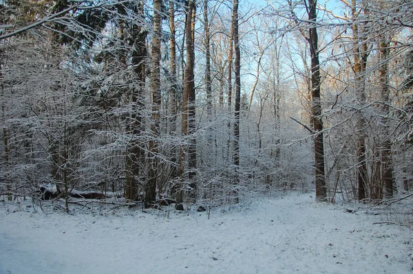 Ağaçlar karla kaplı kış ormanı