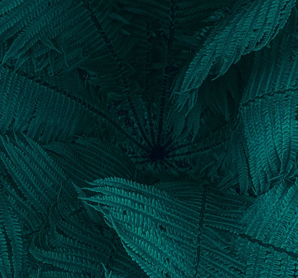 Dryopteris filix-mas, European green fern, close-up in the middle of the plant. Abstract square background from dark leaves deep — Stock Photo, Image