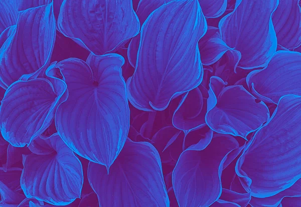 Folha tropical Hosta verão fundo com azul e roxo partido brilho cores, exótico selva palmeira folhas tonificadas Imagem De Stock