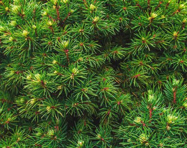 Ardıç ağacı dalı deseni yeşil iğne arkaplan. Juniperus Communis Bush arka plan olarak daima yeşil kozalaklı ağaçtır. Makro ardıç dalı deseni. Ardıç dalları olan arkaplan yakınlaşır