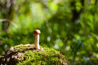 Yeşil orman bokeh arka planında kırmızı şapkalı genç bir mantar boletus..