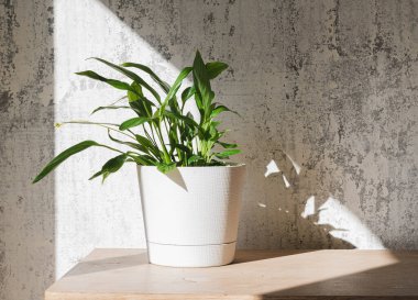 Barış zambağı, beyaz saksıda bulunan spathiphyllum çiçeği açık arkaplandaki ahşap masanın üstünde duruyor. Bitkileri olan modern bitkiler, en az yaratıcı ev dekorasyonu konsepti, bahçe odası