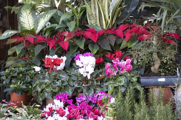 Varias flores del mercado del jardín. Fue tomada en primavera. De cerca.. —  Fotos de Stock