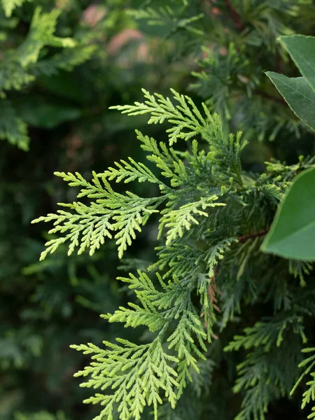 Eastern Thuja tree close-up. In the background, people are blurred. — Stock Photo, Image