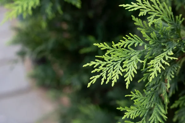 Eastern Thuja tree close-up. In the background, people are blurred. — Stock Photo, Image