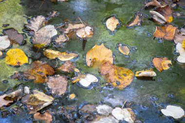 Gölün yüzeyine düşen kurumuş yapraklar. Yaklaş..