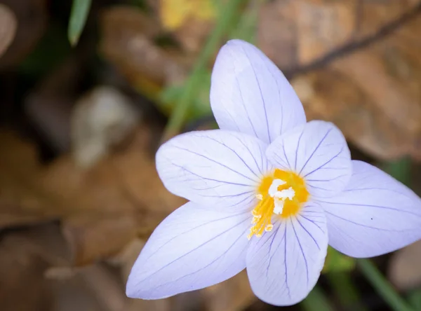Zbliżenie Rumianek Amonowy Suszone Liście Zamazane Tle Skupione Kwiatach — Zdjęcie stockowe