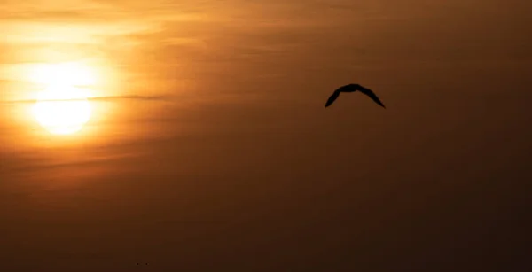 Silhuett av en mås som flyger på himlen under solnedgången. — Stockfoto