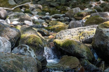 Taşların arasından akan bir dere. Yosun taşları. Temiz içme suyu.