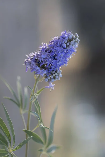 Close Planta Siringa — Fotografia de Stock