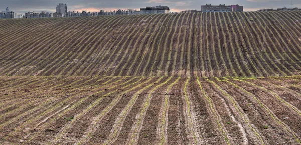 Genç yeşil filizler bir mısır tarlasında, fırtına bulutları şehrin arka planında