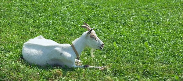 White Goat Lies Green Grass — Stock Photo, Image