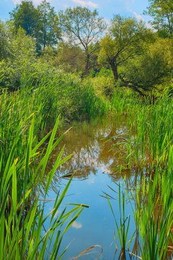 Bir yaz günü, üzerinde sazlıklar ve ağaçlar asılı eski, aşırı gelişmiş gölet, gölet suyuna yansıyor.