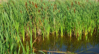 Typha 'lı eski bir gölet. 