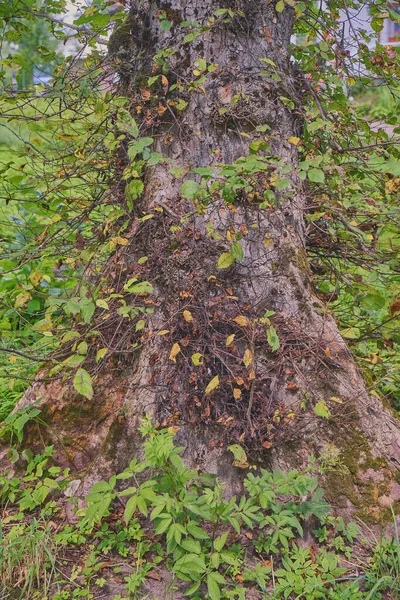 Trunk Old Tree Braided Vines Covered Moss — Stock Photo, Image