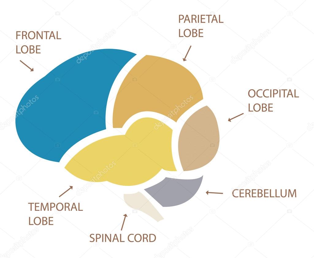 Human Brain Section Illustration