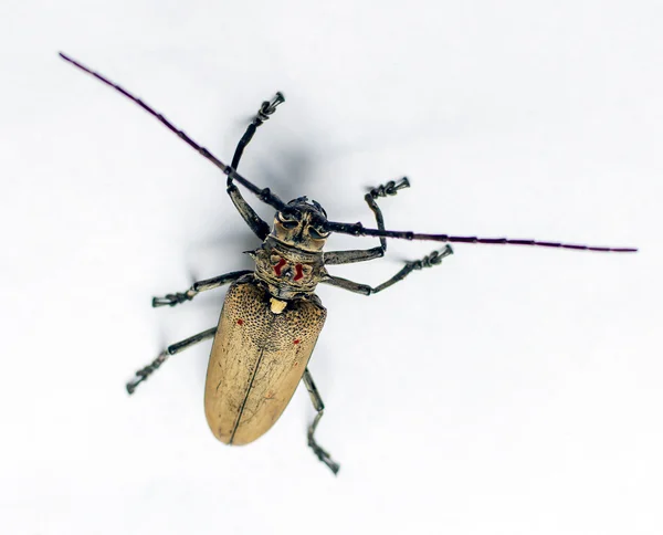Izole böceği — Stok fotoğraf