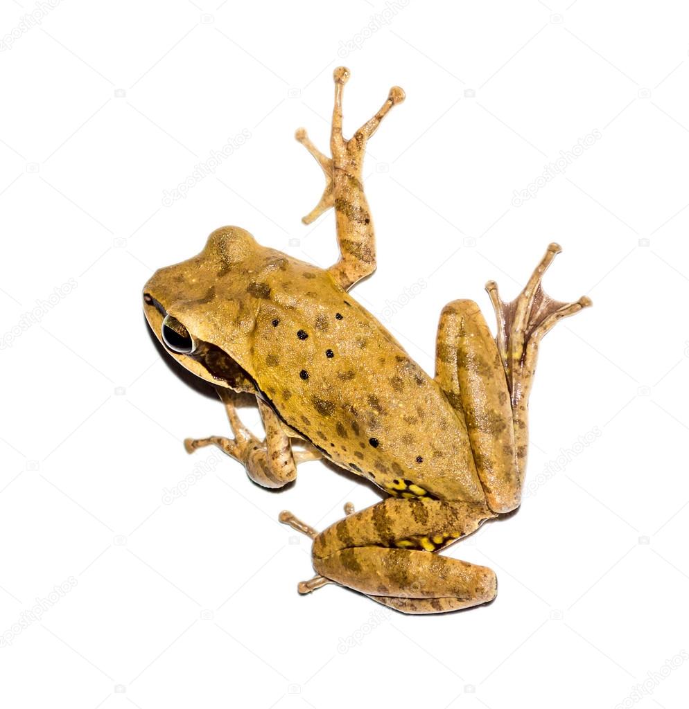 Alert frog on a white background