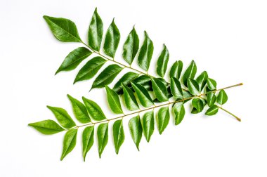 Köri yaprakları - karapincha (Murraya koenigii)