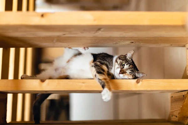 고양이 한 마리와 찍은 귀여운 사진. — 스톡 사진