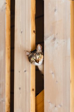 Bir kediyle sevimli bir fotoğraf..