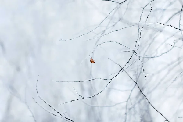 Winterkalte Zusammensetzung. — Stockfoto