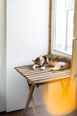 Dikey sevimli fotoğraf.