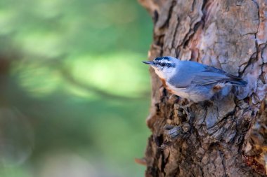 Sevimli küçük kuş. Sonbahar doğa geçmişi. Krupers Tımarhanesi. Sitta krueperi.